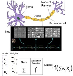 Artificial Neural Network - Intuitive Neural Network - DNN - ANN - INN